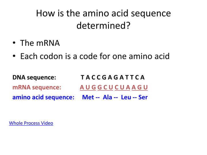 how is the amino acid sequence determined