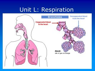 Unit L: Respiration