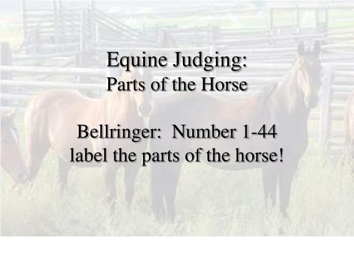 equine judging parts of the horse bellringer number 1 44 label the parts of the horse