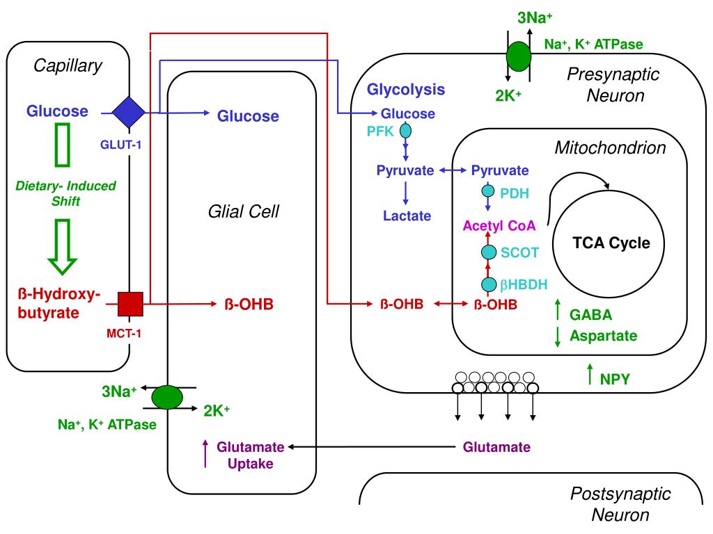 PPT - Mechanisms of Energy Metabolism and Neurotransmitter Dynamics in ...