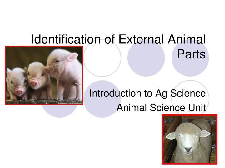 identification of external animal parts