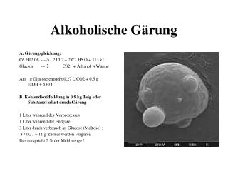 alkoholische g rung
