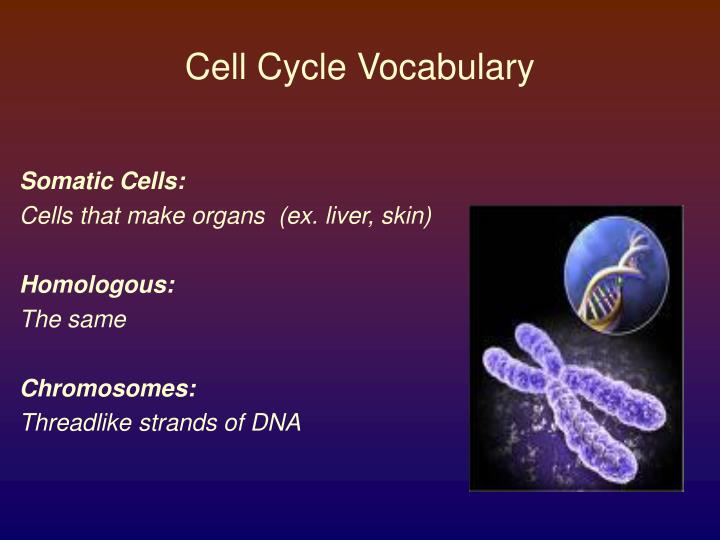 cell cycle vocabulary