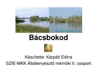 b csbokod