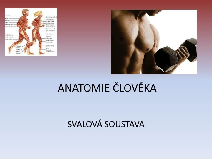 anatomie lov ka