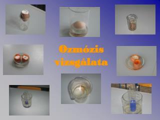 ozm zis vizsg lata