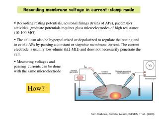 Recording membrane voltage in current-clamp mode