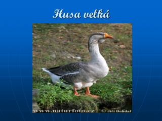 husa velk