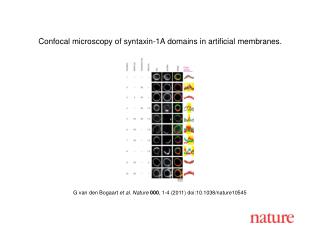 G van den Bogaart et al . Nature 000 , 1 - 4 (2011) doi:10.1038/nature10545