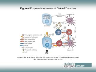 Figure 4 Proposed mechanism of GVAX-PCa action