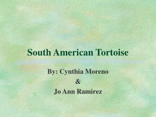 South American Tortoise