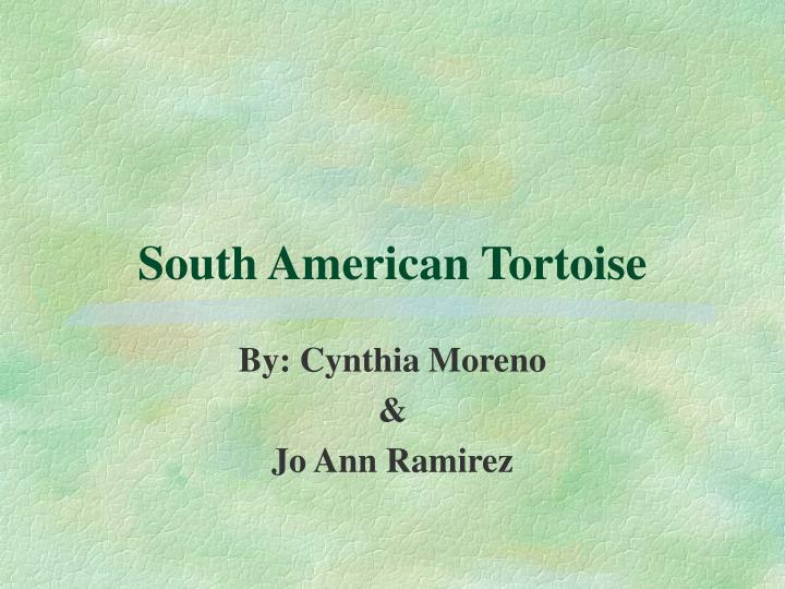 south american tortoise