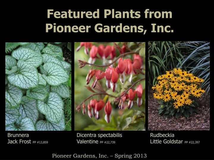 featured plants from pioneer gardens inc