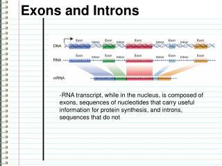 Exons and Introns