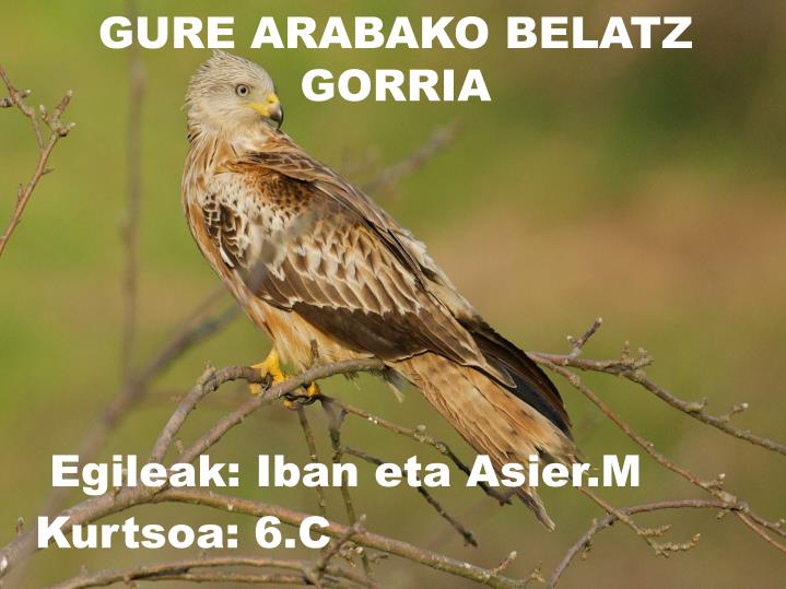 gure arabako belatz gorria