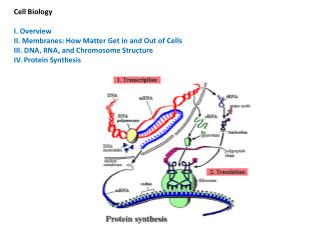 Cell Biology I. Overview II. Membranes: How Matter Get in and Out of Cells