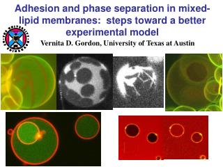 Adhesion and phase separation in mixed-lipid membranes: steps toward a better experimental model