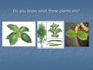 Do you know what these plants are?