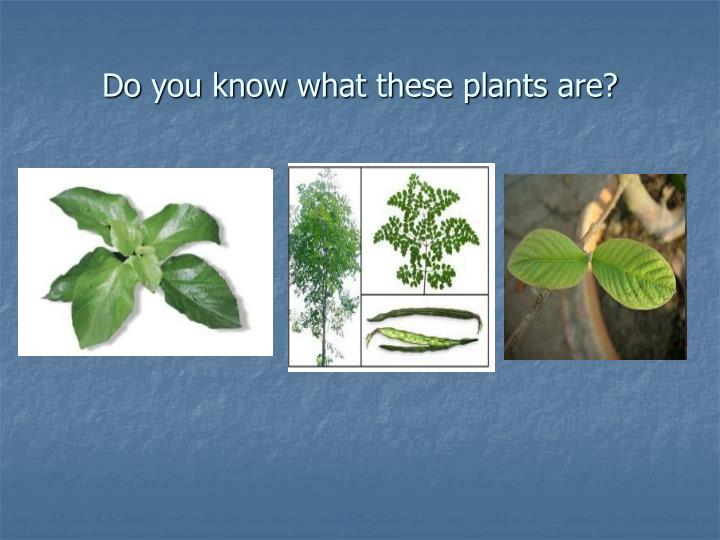 do you know what these plants are