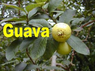 Guava