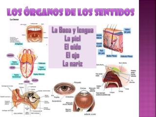 los rganos de los sentidos