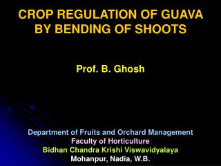 CROP REGULATION OF GUAVA BY BENDING OF SHOOTS Prof. B. Ghosh