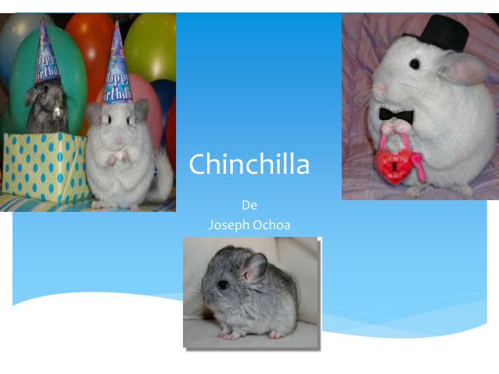 chinchilla