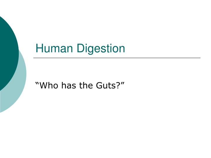 human digestion