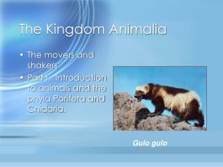 The Kingdom Animalia