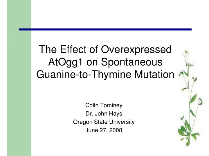 the effect of overexpressed atogg1 on spontaneous guanine to thymine mutation