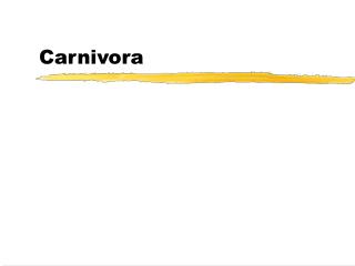 Carnivora