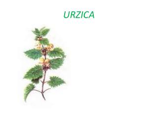 urzica