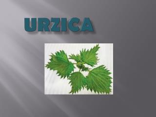 urzica