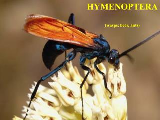 HYMENOPTERA (wasps, bees, ants)