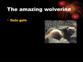 The amazing wolverine