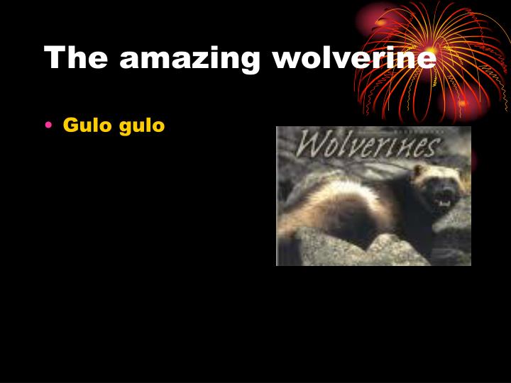 the amazing wolverine