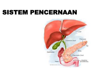 sistem pencernaan