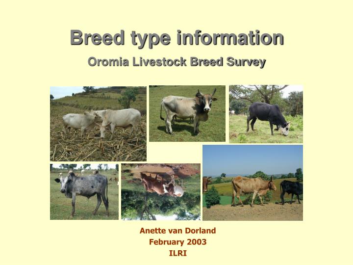 breed type information oromia livestock breed survey