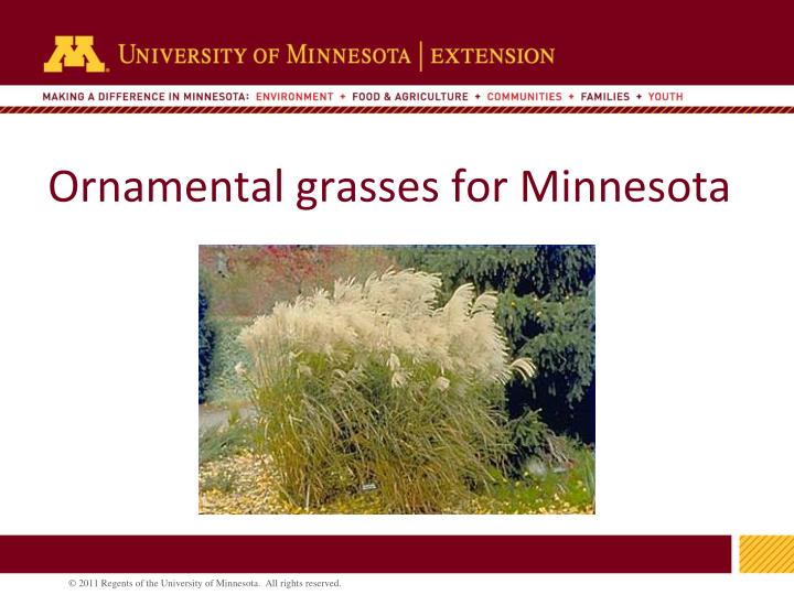 ornamental grasses for minnesota