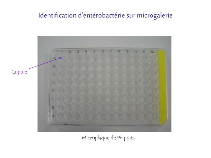 identification d ent robact rie sur microgalerie