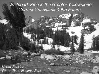 Whitebark Pine in the Greater Yellowstone: Current Conditions &amp; the Future