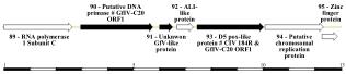 89 - RNA polymerase 1 Subunit C
