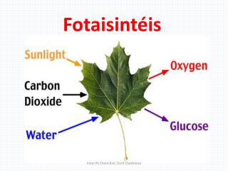 fotaisint is