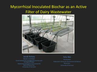 Mycorrhizal Inoculated Biochar as an Active Filter of Dairy Wastewater