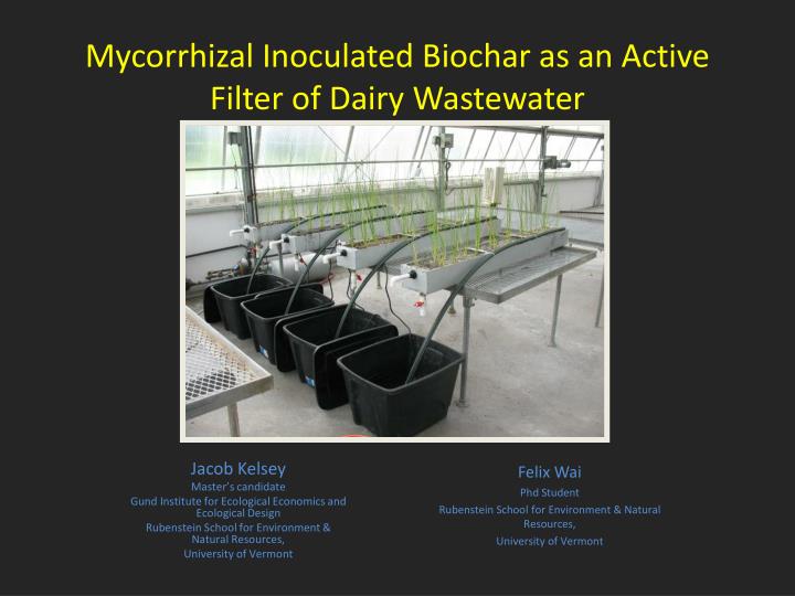 mycorrhizal inoculated biochar as an active filter of dairy wastewater