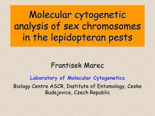 Molecular cytogenetic analysis of sex chromosomes in the lepidopteran pests