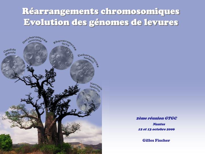 r arrangements chromosomiques evolution des g nomes de levures