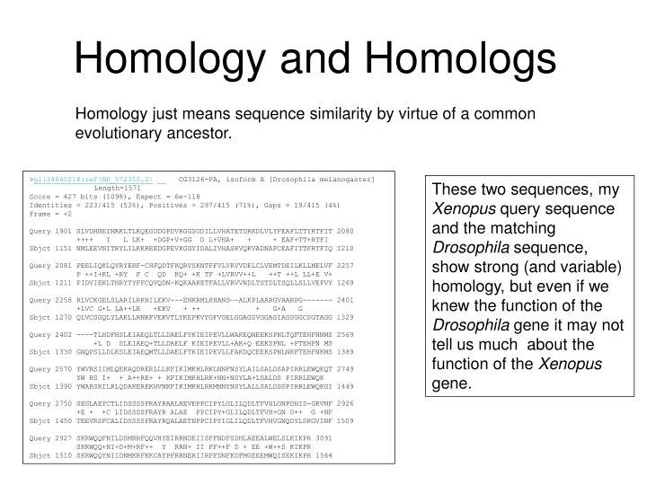 homology and homologs