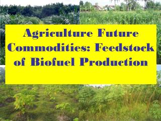 Agriculture Future Commodities: Feedstock of Biofuel Production