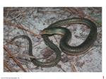 ANCESTRAL LIZARD (with limbs) - slide 1